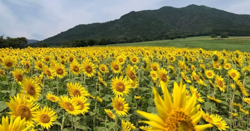 SNSマーケティングを岡山で！地方でマーケティングをやる方法